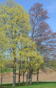 unfurlingleavesbybrucestambaugh