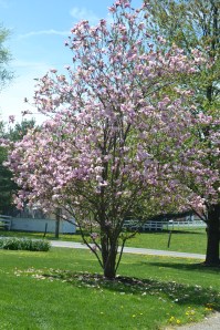 magnoliainbloombybrucestambaugh
