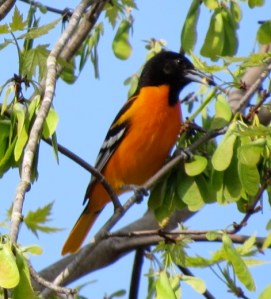 malebaltimoreoriolebybrucestambaugh