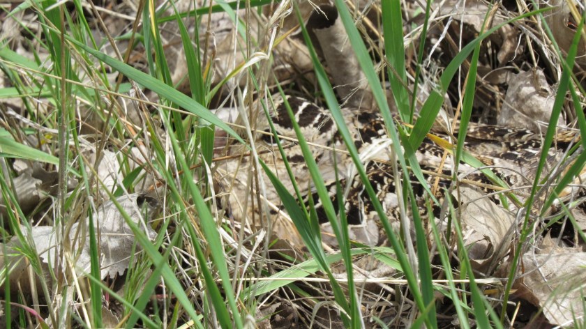 woodcockbybrucestambaugh