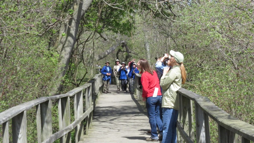 boardwalkbirdersbybrucestambaugh