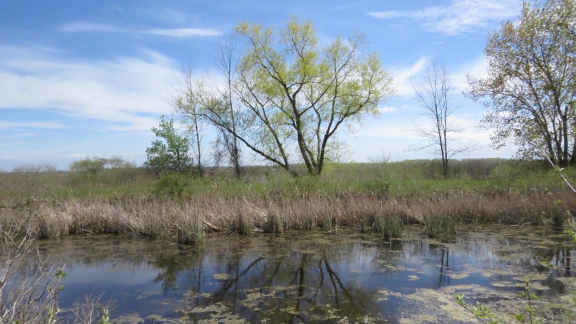 birdhabitatsbybrucestambaugh