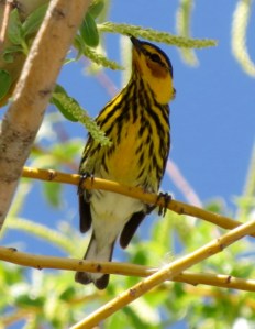 capemaywarblerbybrucestambaugh