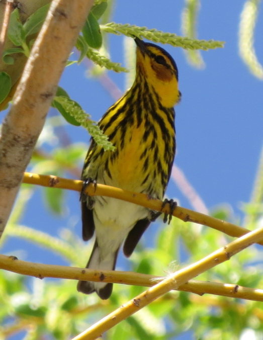 capemaywarblerbybrucestambaugh