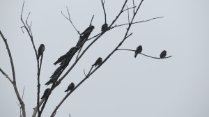 purplemartinsbybrucestambaugh