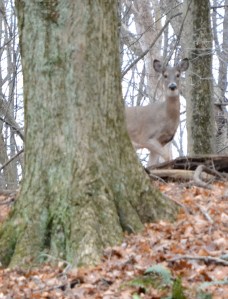 deerinthewoodsbybrucestambaugh