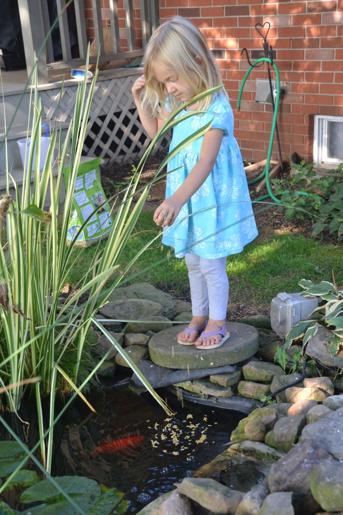 feedingthefishbybrucestambaugh