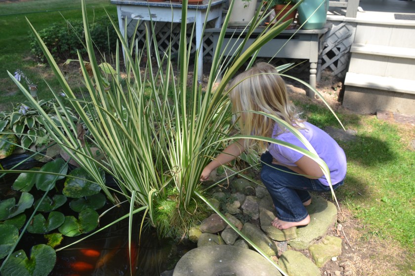 findingthefrogbybrucestambaugh