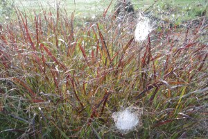 cobwebsbybrucestambaugh