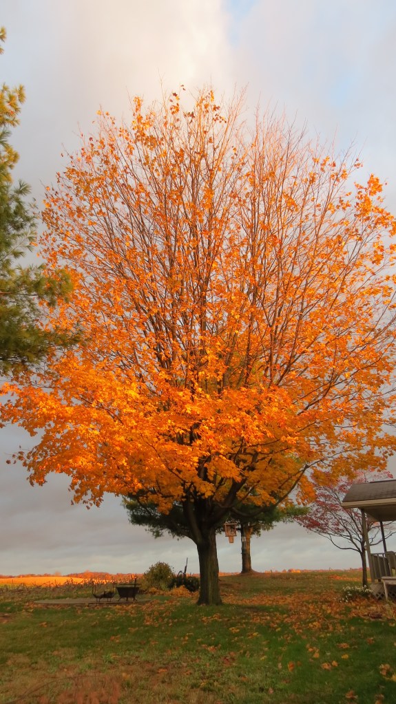 sugarmaplebybrucestambaugh