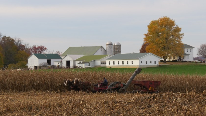 harvestingcornbybrucestambaugh