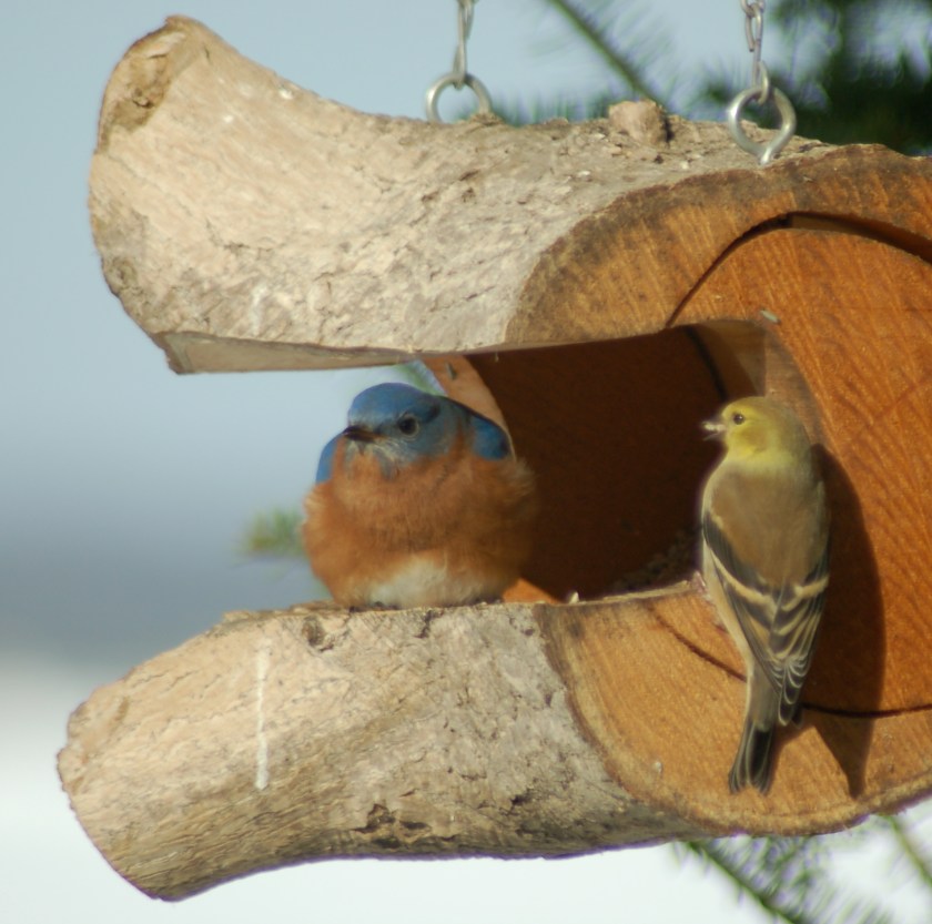 backyardbirdsbybrucestambaugh