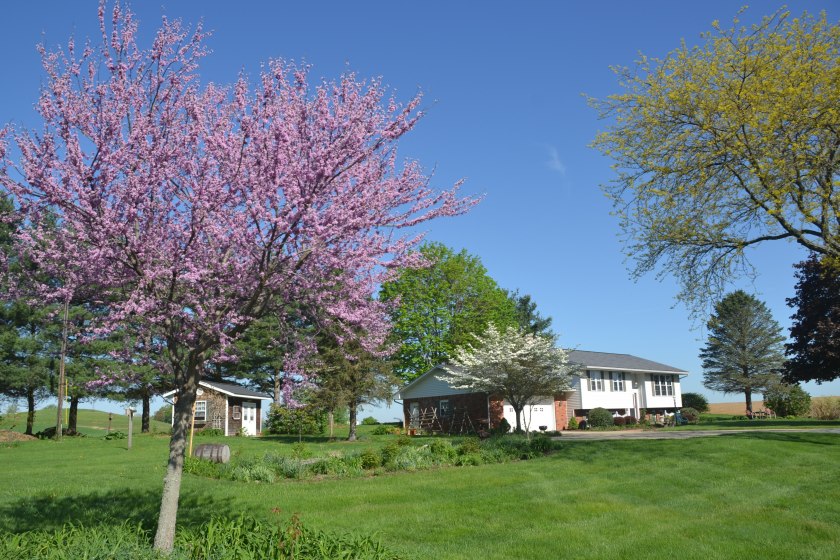 redbudinbloombybrucestambaugh