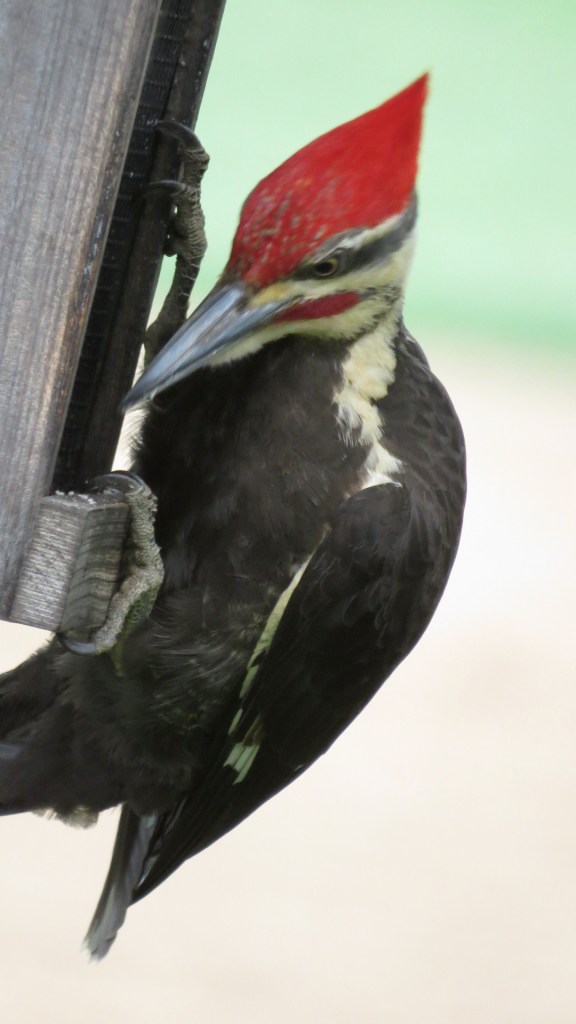 pileatedwoodpeckerbybrucestambaugh