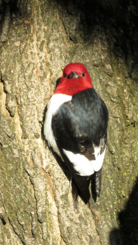 redheadedwoodpeckerbybrucestambaugh