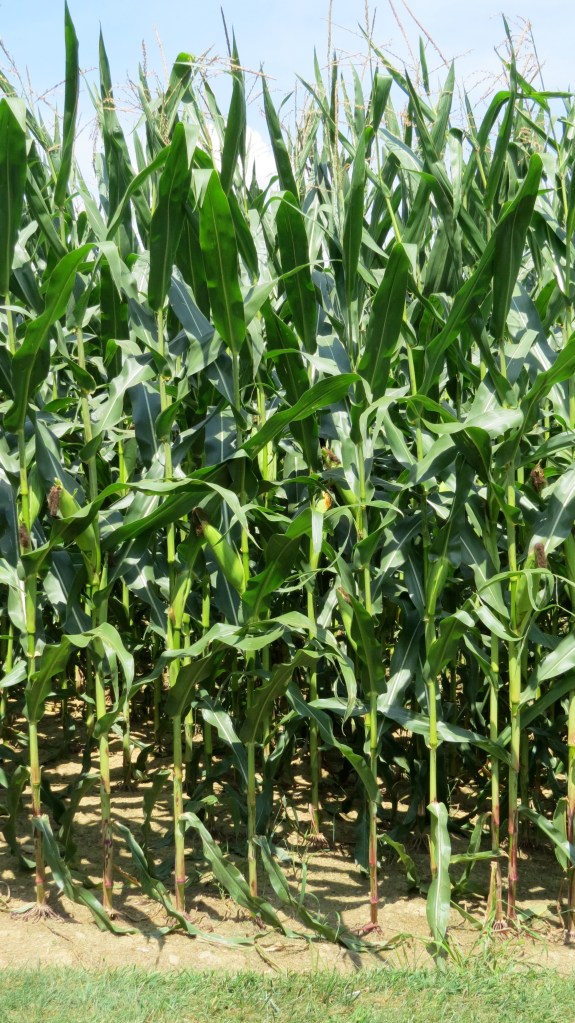 fieldcornbybrucestambaugh