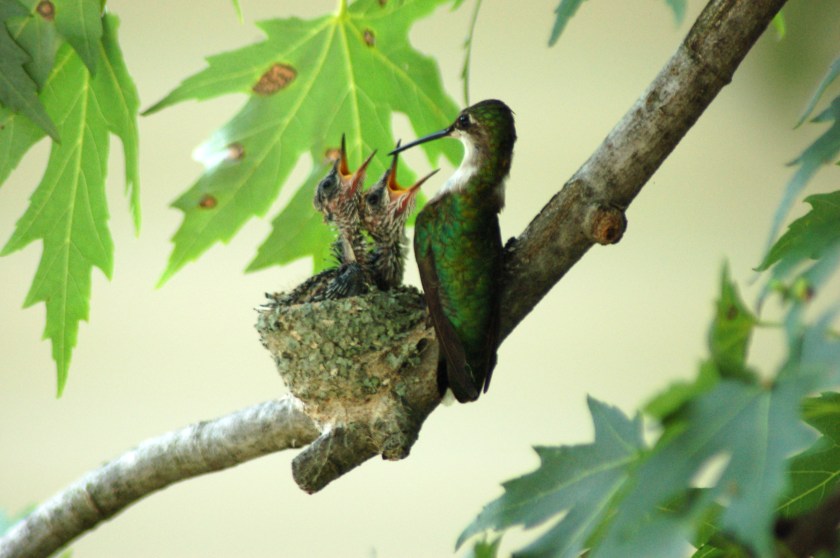babyhummingbirdsbybrucestambaugh