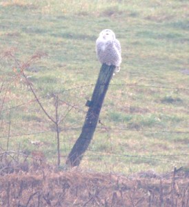 snowyowlbybrucestambaugh