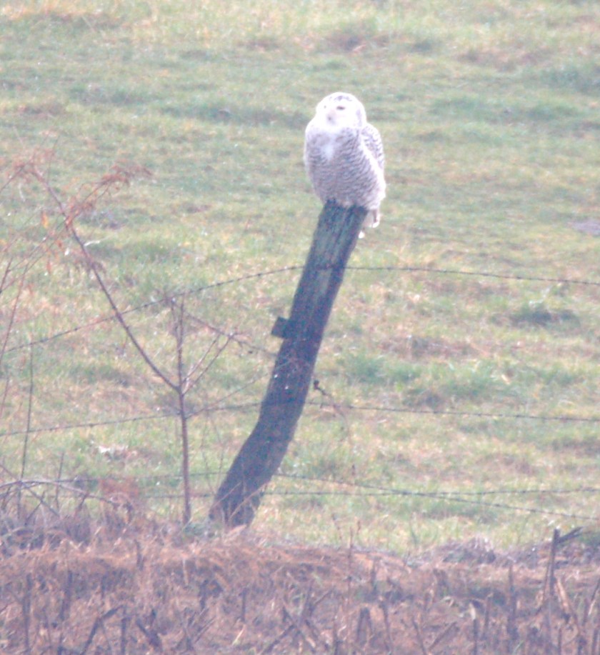 snowyowlbybrucestambaugh
