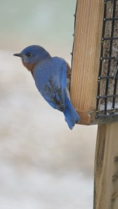 bluebirdbybrucestambaugh