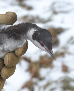 redbuttonedeyesbybrucestambaugh