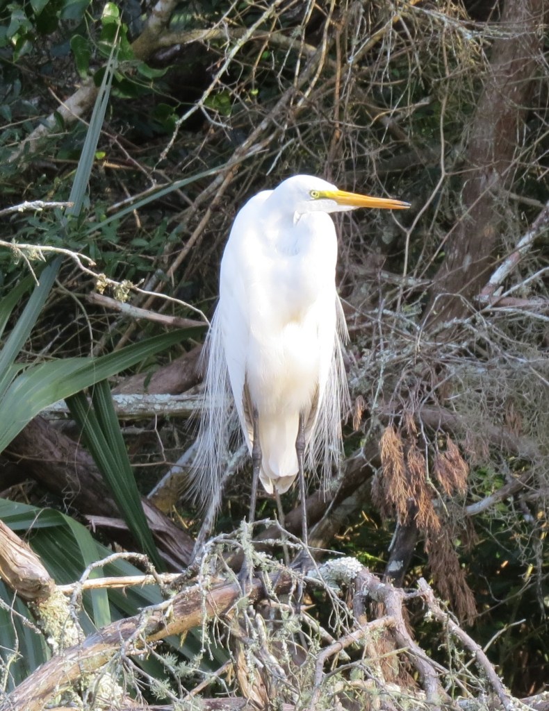 greatheronbybrucestambaugh