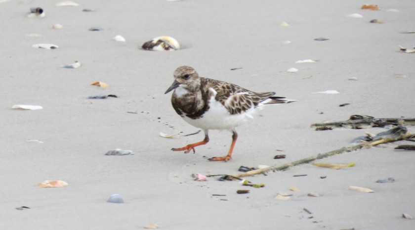 rudyturnstonebybrucestambaugh