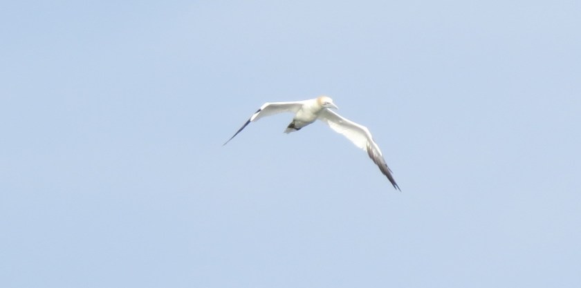 northerngannettbybrucestambaugh