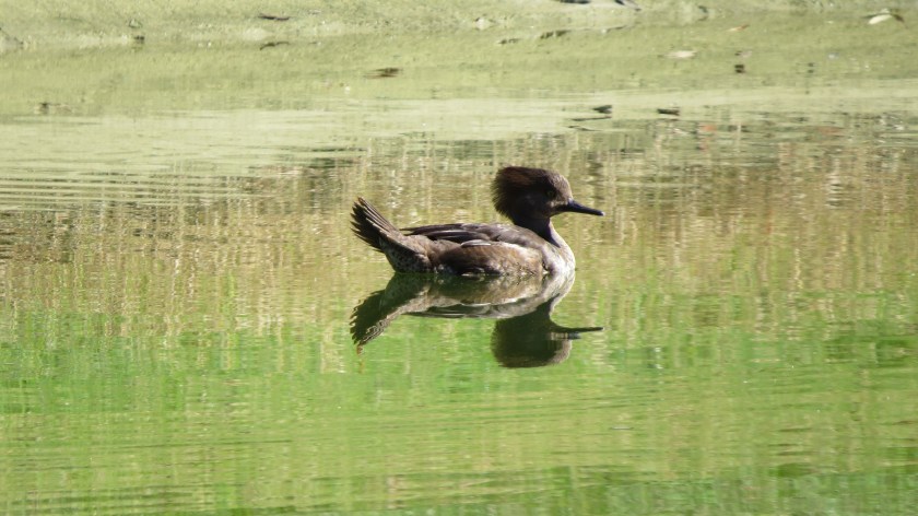 hoodedmerganserbybrucestambaugh