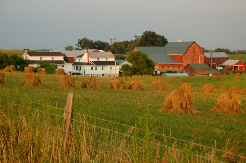 wheatshocksbybrucestambaugh