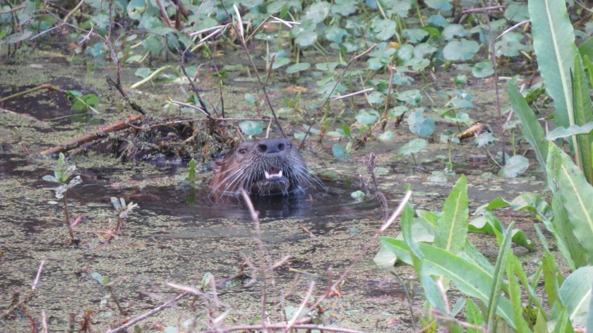 riverotterbybrucestambaugh