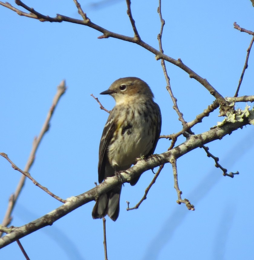 butterbuttbybrucestambaugh