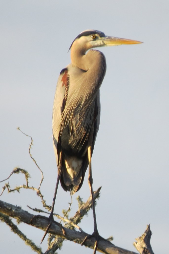 greatblueheronbybrucestambaugh