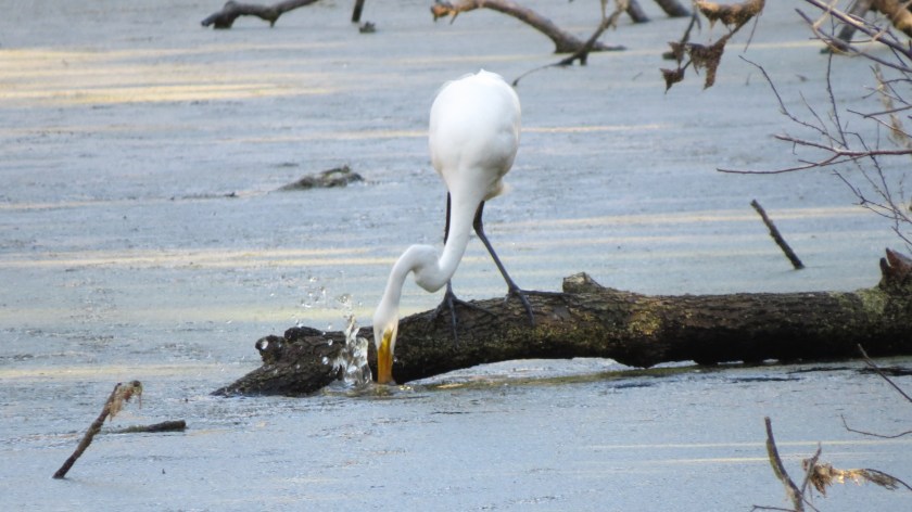 fishingbybrucestambaugh