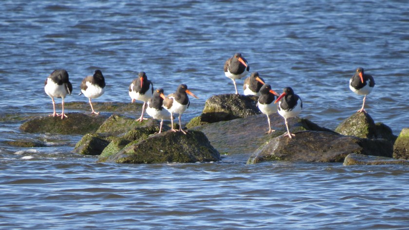 oystercatchersbybrucestambaugh