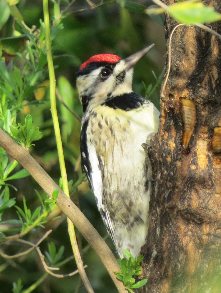 yellowbelliedsapsuckerbybrucestambaugh