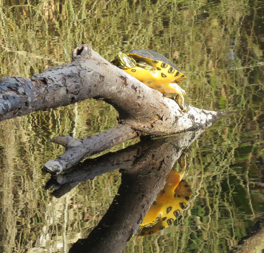 paintedturtlebybrucestambaugh