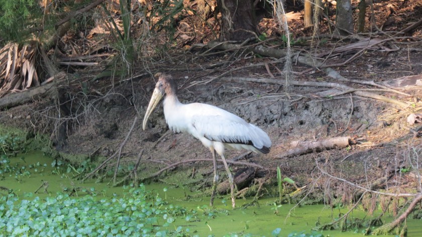 woodstorkbybrucestambaugh