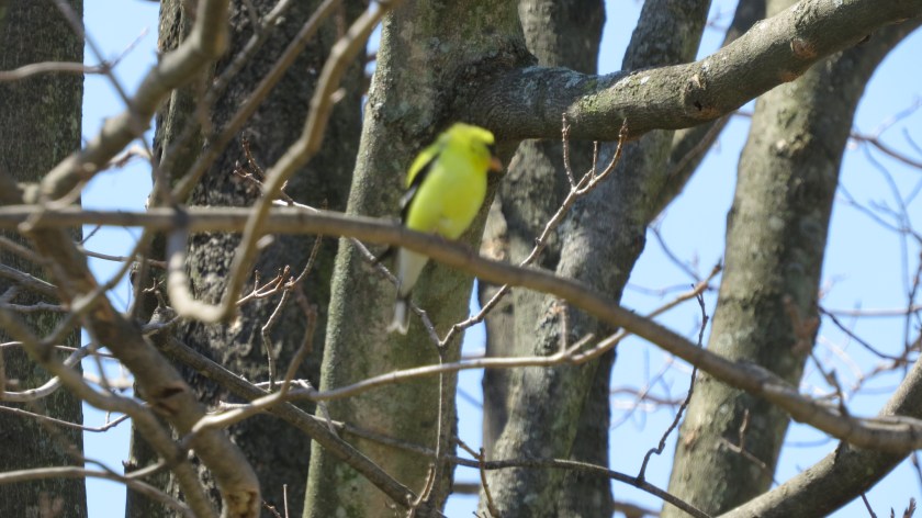 americangoldfinchbybrucestambaugh