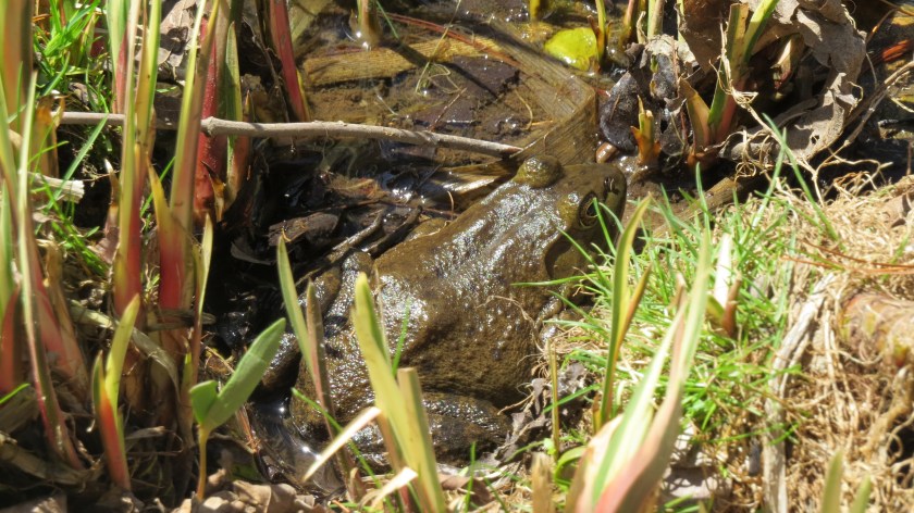 greenfrogbybrucestambaugh