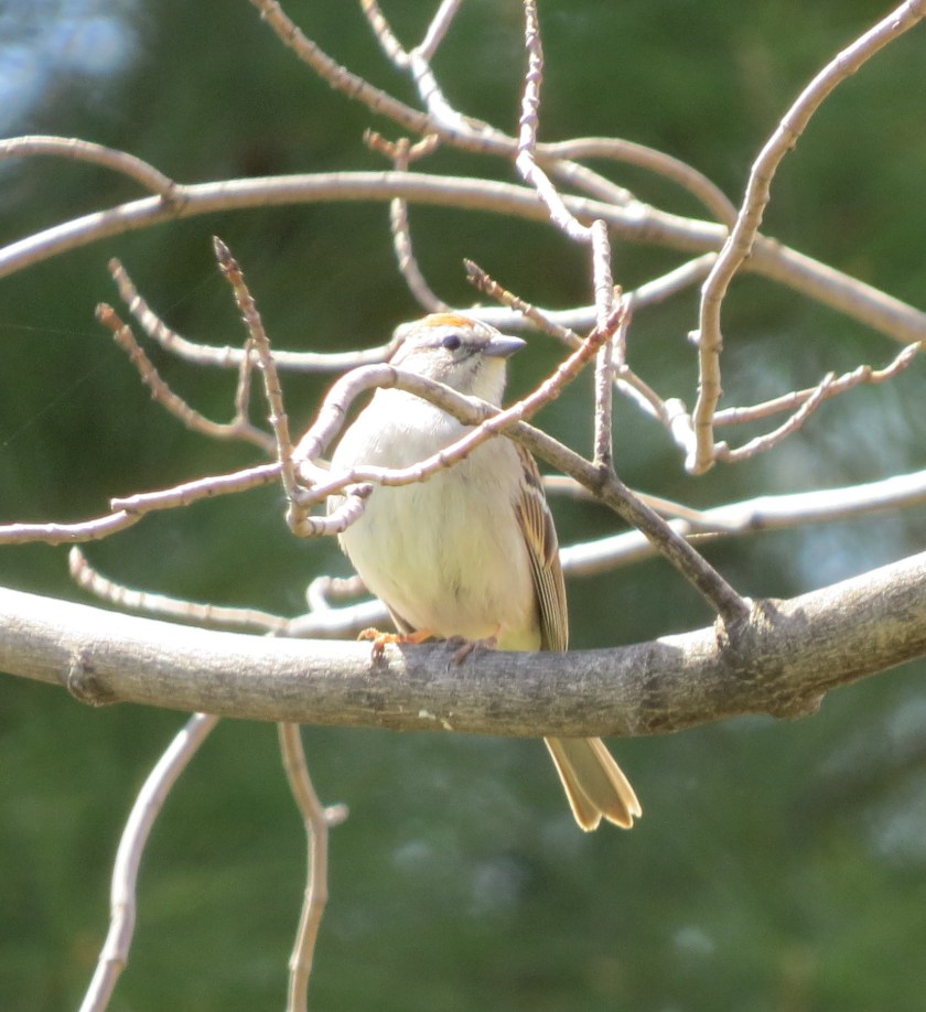 chippingsparrowbybrucestambaugh