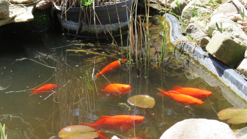 hungrygoldfishbybrucestambaugh