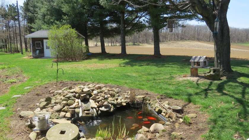 gardenpondbybrucestambaugh