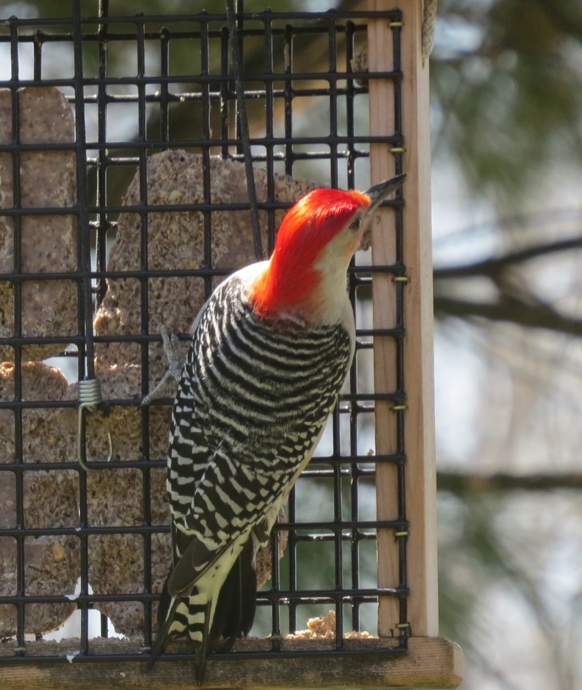 redbelliedwoodpeckerbybrucestambaugh