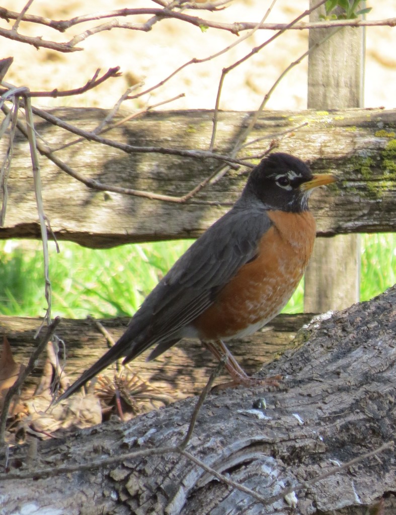 americanrobinbybrucestambaugh