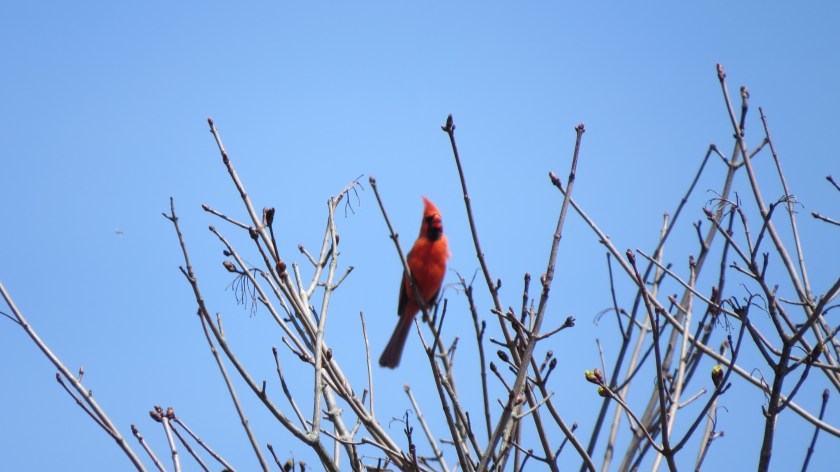 northerncardinalbybrucestambaugh