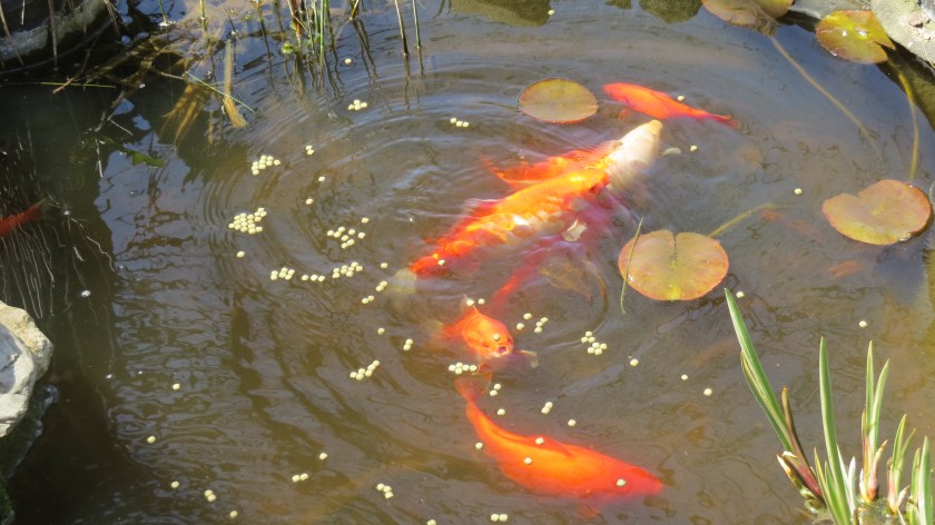 feedingfrensybybrucestambaugh