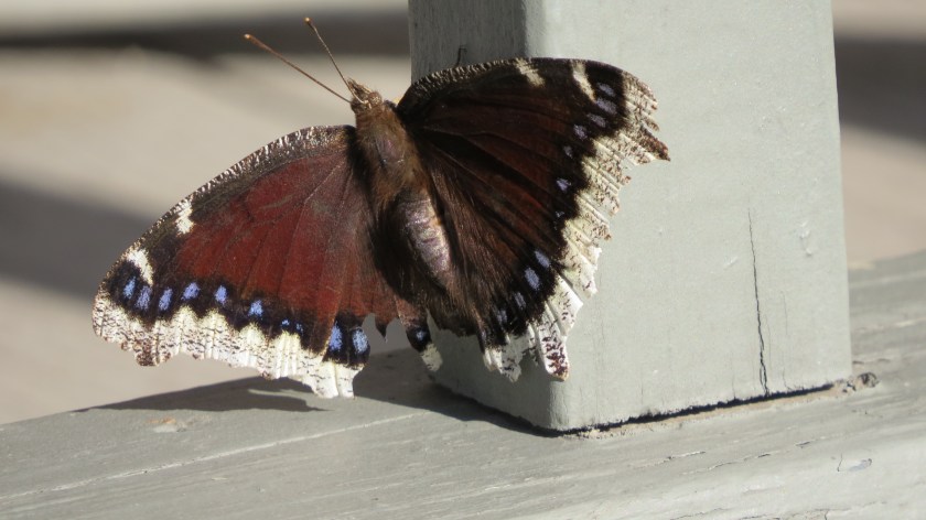 mourningcloakbybrucestambaugh