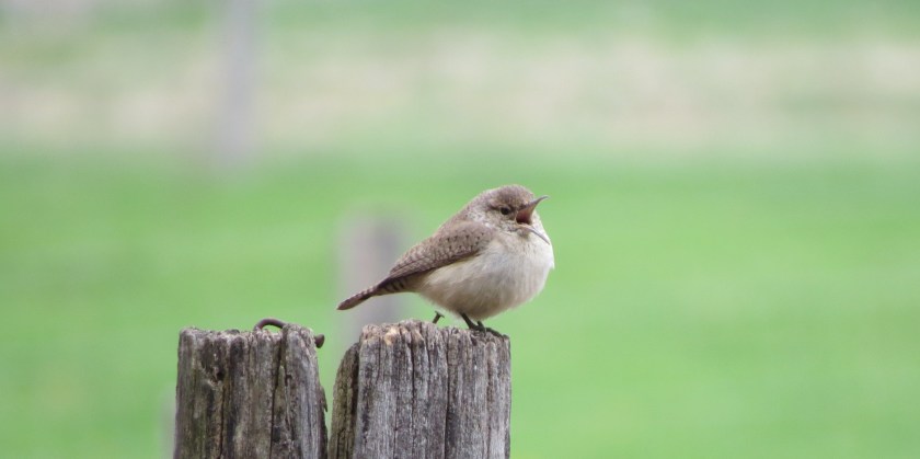 rockwrenbybrucestambaugh