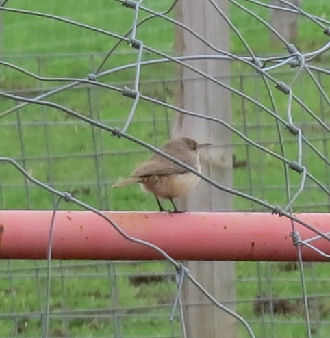 jailbirdbybrucestambaugh